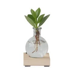 Clearance Liten Narrfikus i kom - Clusia rosea 'Princess' - Höjd 15-20cm - ⌀8cm Krukväxter Inomhus