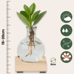 Clearance Liten Narrfikus i kom - Clusia rosea 'Princess' - Höjd 15-20cm - ⌀8cm Krukväxter Inomhus