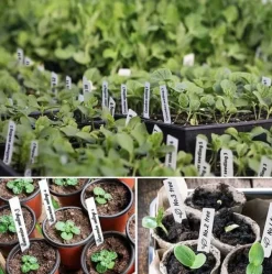 New Lollanda 300-pack växtetiketter – 10 cm plastmärkningspinnar för trädgård, med vattentålig permanent märkpenna för plantskolor, vit Trädgårdsverktyg