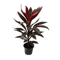 Best Lot om 3 Cordyline fruticosa, lys klubb 12cm potte Krukväxter Inomhus