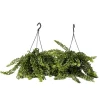 Sale Läppstiftblomma - Set om 2 - Aeschynanthus pulcher - Höjd 20-30cm - ⌀15cm Krukväxter Inomhus