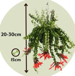 Sale Läppstiftblomma - Set om 2 - Aeschynanthus pulcher - Höjd 20-30cm - ⌀15cm Krukväxter Inomhus