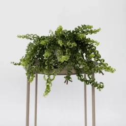 Sale Läppstiftblomma - Set om 2 - Aeschynanthus pulcher - Höjd 20-30cm - ⌀15cm Krukväxter Inomhus