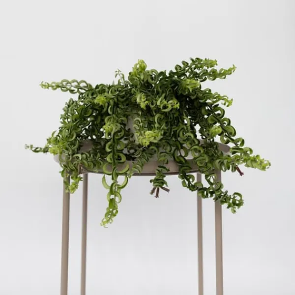Sale Läppstiftblomma - Set om 2 - Aeschynanthus pulcher - Höjd 20-30cm - ⌀15cm Krukväxter Inomhus