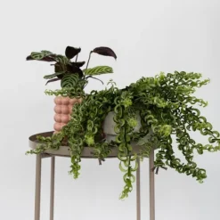 Sale Läppstiftblomma - Set om 2 - Aeschynanthus pulcher - Höjd 20-30cm - ⌀15cm Krukväxter Inomhus