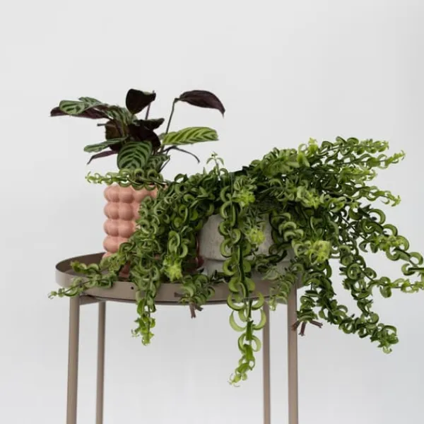 Sale Läppstiftblomma - Set om 2 - Aeschynanthus pulcher - Höjd 20-30cm - ⌀15cm Krukväxter Inomhus