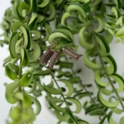 Sale Läppstiftblomma - Set om 2 - Aeschynanthus pulcher - Höjd 20-30cm - ⌀15cm Krukväxter Inomhus