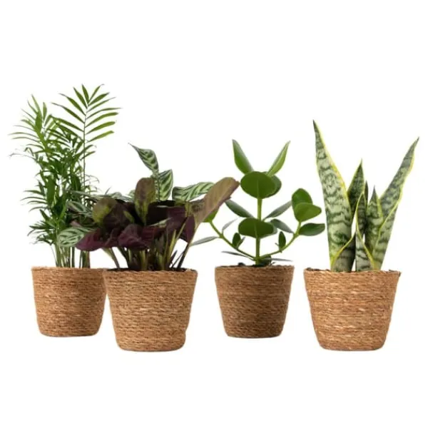 Lättskötta krukväxter - Set om 4 inkl. korg - Höjd 25–40cm - ⌀12cm Krukväxter Inomhus
