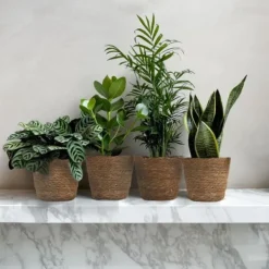 Lättskötta krukväxter - Set om 4 inkl. korg - Höjd 25–40cm - ⌀12cm Krukväxter Inomhus