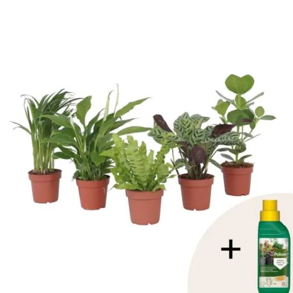 Best Luftrenande mix - Set om 5 - Krukväxter - Höjd 25-40cm - ⌀12cm Krukväxter Inomhus