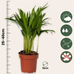 Best Luftrenande mix - Set om 5 - Krukväxter - Höjd 25-40cm - ⌀12cm Krukväxter Inomhus