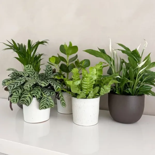 Best Luftrenande mix - Set om 5 - Krukväxter - Höjd 25-40cm - ⌀12cm Krukväxter Inomhus