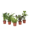 Discount Luftrenande mix - Set om 5 - Krukväxter - Höjd 25-40cm - ⌀12cm Krukväxter Inomhus