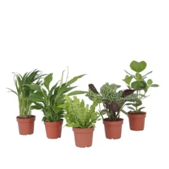 Discount Luftrenande mix - Set om 5 - Krukväxter - Höjd 25-40cm - ⌀12cm Krukväxter Inomhus