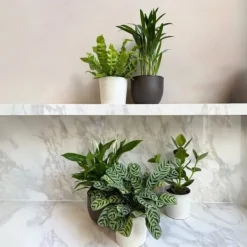 Discount Luftrenande mix - Set om 5 - Krukväxter - Höjd 25-40cm - ⌀12cm Krukväxter Inomhus