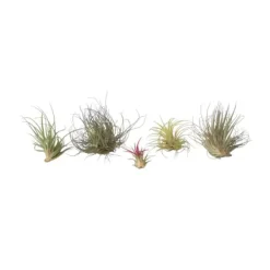 Luftväxt - Set om 6 - Tillandsia - Höjd 5-15cm - ⌀5cm