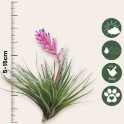 Luftväxt - Set om 6 - Tillandsia - Höjd 5-15cm - ⌀5cm