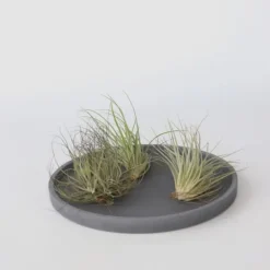 Luftväxt - Set om 6 - Tillandsia - Höjd 5-15cm - ⌀5cm