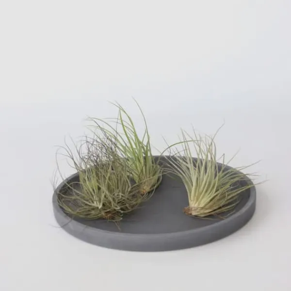 Luftväxt - Set om 6 - Tillandsia - Höjd 5-15cm - ⌀5cm