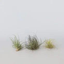 Luftväxt - Set om 6 - Tillandsia - Höjd 5-15cm - ⌀5cm