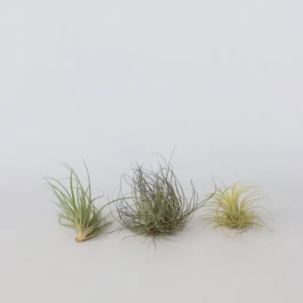 Luftväxt - Set om 6 - Tillandsia - Höjd 5-15cm - ⌀5cm