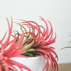 Luftväxt - Set om 5 - Tillandsia - Höjd 5-15cm - ⌀5cm