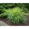 Online MAHONIA JAPONICA SOFT CARESS VASO 17CM städsegröna Buskar
