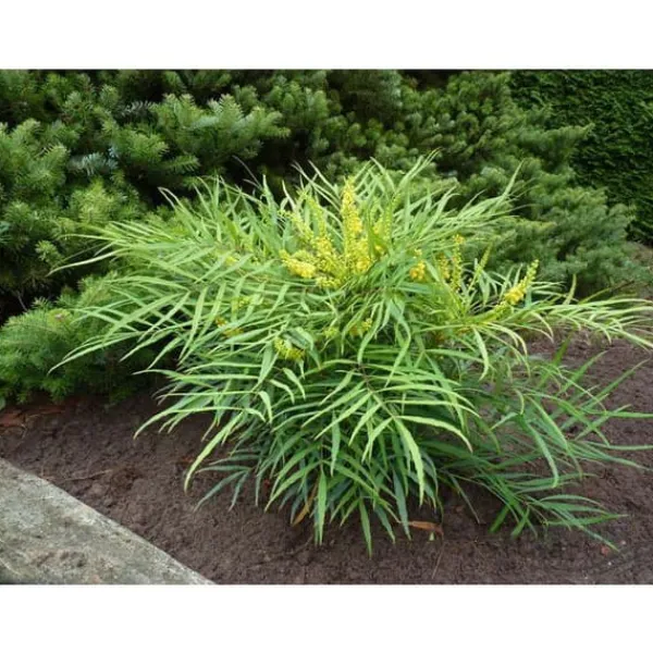 Online MAHONIA JAPONICA SOFT CARESS VASO 17CM städsegröna Buskar