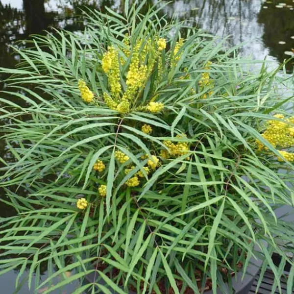 Online MAHONIA JAPONICA SOFT CARESS VASO 17CM städsegröna Buskar