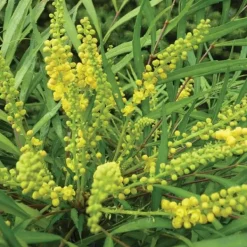 Online MAHONIA JAPONICA SOFT CARESS VASO 17CM städsegröna Buskar