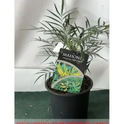 Online MAHONIA JAPONICA SOFT CARESS VASO 17CM städsegröna Buskar