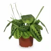 Maranta Lemon Lime Krukväxt Ø12 cm Höjd ca 30 cm
