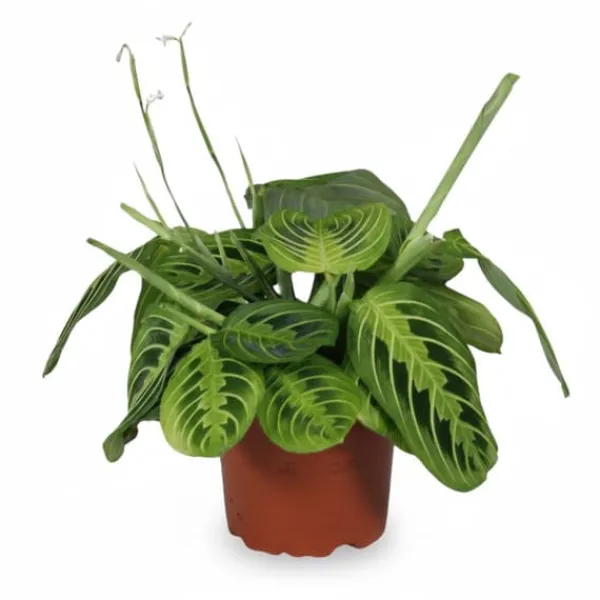 Maranta Lemon Lime Krukväxt Ø12 cm Höjd ca 30 cm