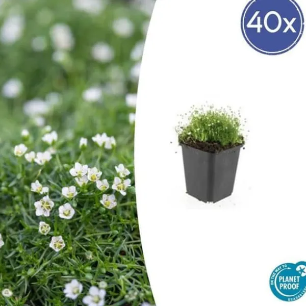 Marktäckare - Berg - Stjärnmossa - Sagina subulata - 9 cm kruka - Set med 40 växter