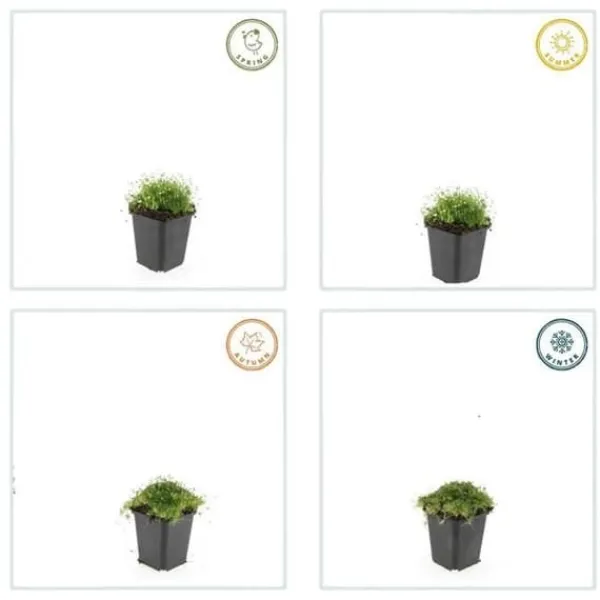 Marktäckare - Berg - Stjärnmossa - Sagina subulata - 9 cm kruka - Set med 40 växter