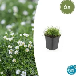 Markväxt - Sten - Stjärnmoss - Sagina subulata - 9 cm kruka - Set med 6 växter