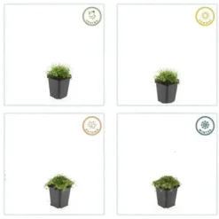 Markväxt - Sten - Stjärnmoss - Sagina subulata - 9 cm kruka - Set med 6 växter