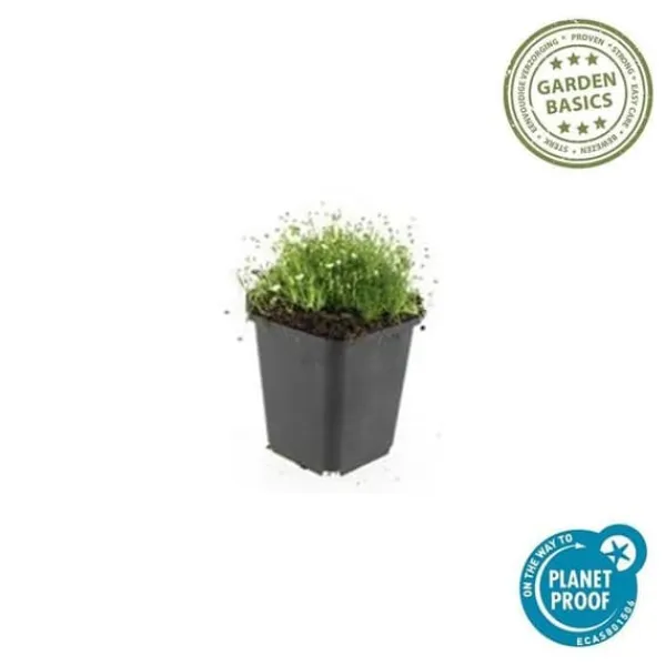 Markväxt - Sten - Stjärnmoss - Sagina subulata - 9 cm kruka - Set med 6 växter