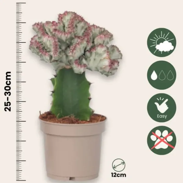 Marmoreuforbia - Set om 2 - Euphorbia 'Lactea' - Höjd 25-30cm - ⌀12cm Krukväxter Inomhus