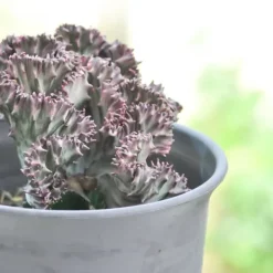 Marmoreuforbia - Set om 2 - Euphorbia 'Lactea' - Höjd 25-30cm - ⌀12cm Krukväxter Inomhus