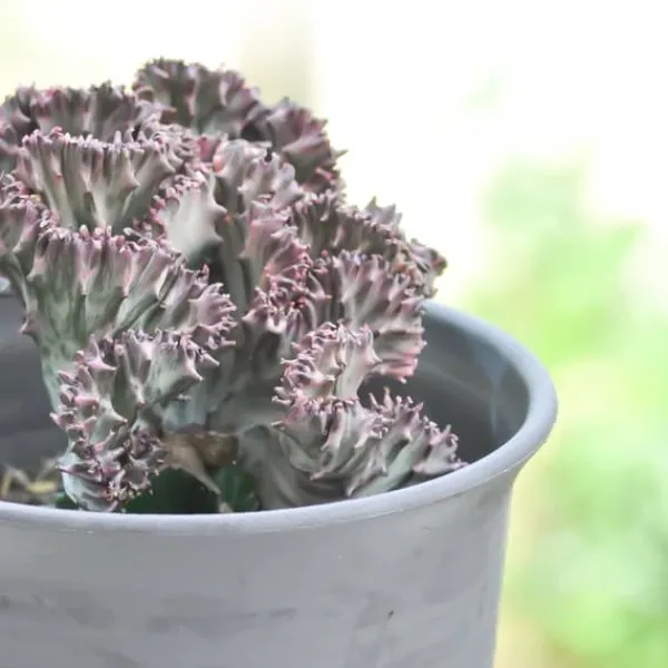Marmoreuforbia - Set om 2 - Euphorbia 'Lactea' - Höjd 25-30cm - ⌀12cm Krukväxter Inomhus