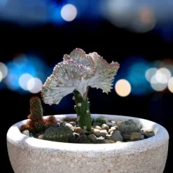 Marmoreuforbia - Set om 2 - Euphorbia 'Lactea' - Höjd 25-30cm - ⌀12cm Krukväxter Inomhus