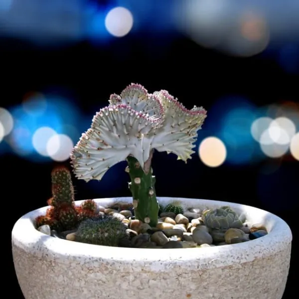 Marmoreuforbia - Set om 2 - Euphorbia 'Lactea' - Höjd 25-30cm - ⌀12cm Krukväxter Inomhus