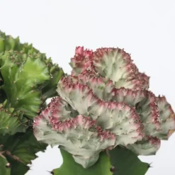Marmoreuforbia - Set om 2 - Euphorbia 'Lactea' - Höjd 25-30cm - ⌀12cm Krukväxter Inomhus