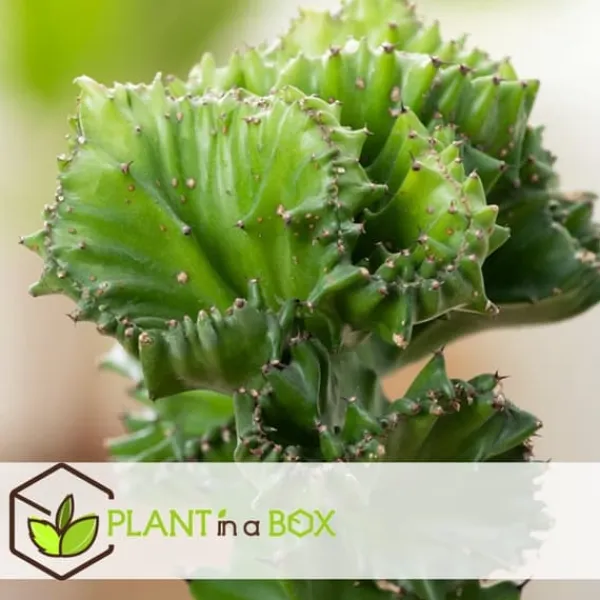 Marmoreuforbia - Set om 2 - Euphorbia 'Lactea' - Höjd 25-30cm - ⌀12cm Krukväxter Inomhus