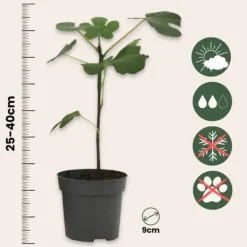 Medelhavsväxtblandning - Set om 8 - Citrus, ficus, olea - Höjd 25-40cm - ⌀9cm