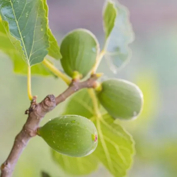 Medelhavsväxtblandning - Set om 4 - Citrus, ficus, olea - Höjd 25-40cm - ⌀9cm
