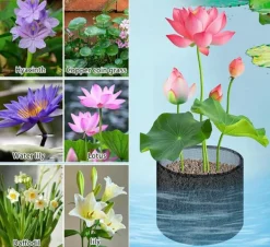 Hot Mesh Aquatic Plant Pot - Set om 4 för vattenträdgårdar Round shape Vattenväxter