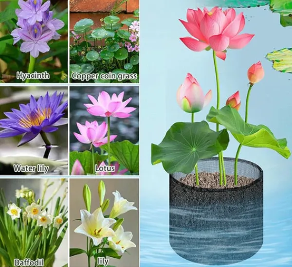 Hot Mesh Aquatic Plant Pot - Set om 4 för vattenträdgårdar Round shape Vattenväxter