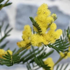Mimosaträd - Set om 3 - Mimosa dealbata - Höjd 25-40cm - ⌀9cm